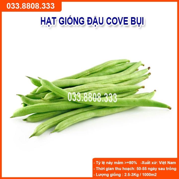 Hạt Giống Đậu Cove Bụi 50gram -Tỷ Lệ Nảy Mầm Cao