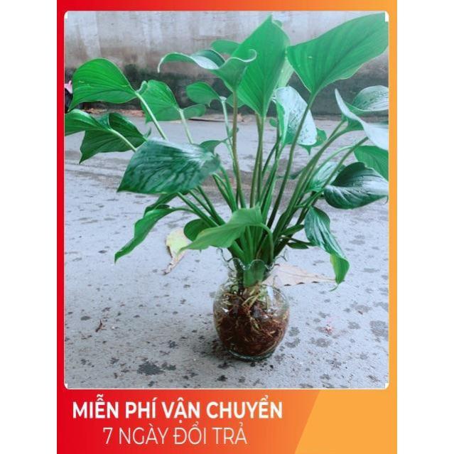 Chậu Thanh Tâm Thuỷ Sinh