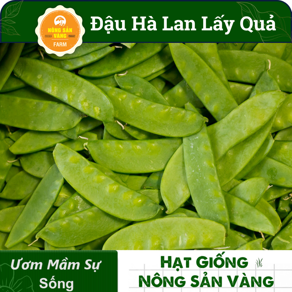 Hạt giống Đậu Hà Lan Xanh ( Gói 10 Gram ) - Nông Sản Vàng