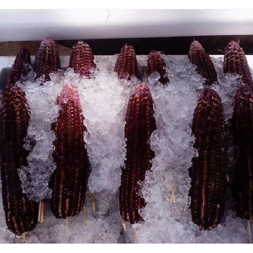 Hạt giống ngô Nữ Hoàng đỏ 5gr/gói