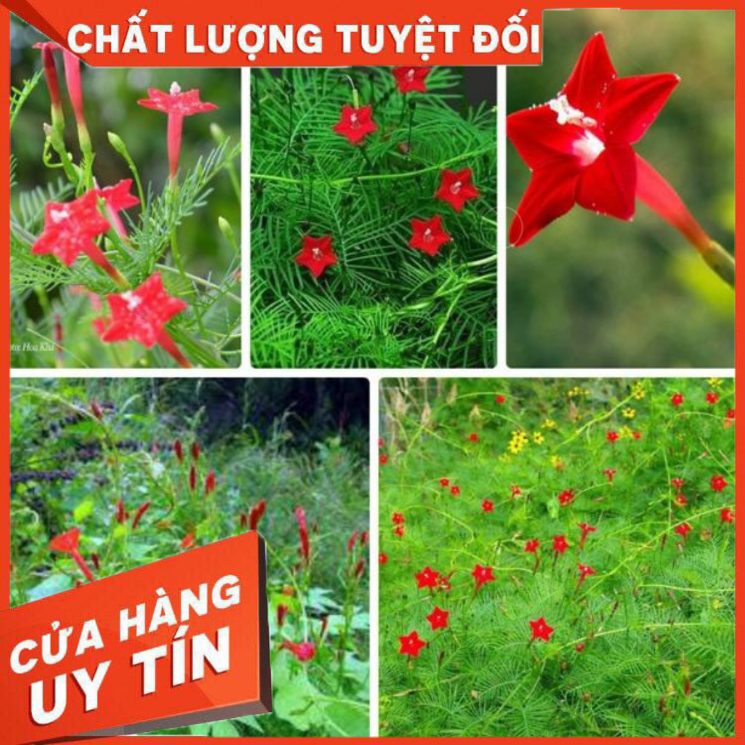 1 Gói Hạt Giống Hoa Leo Tóc Tiên (20 hạt/ gói)