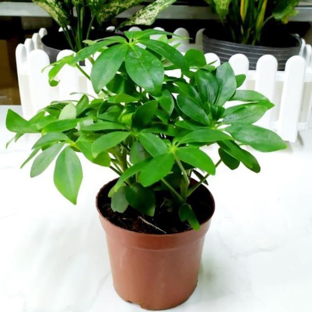 Cây ngũ gia bì trồng trong chậu nhựa