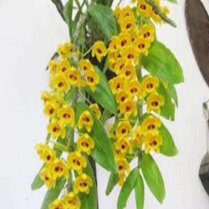 1 bó phong lan phi điệp vàng rừng tây Bắc hàng hoa đẹp loài lan đẹp rực rỡ + Tặng 02 cây nhót ngọt