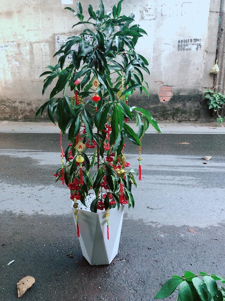 Chậu Cây Kim Ngân Lượng