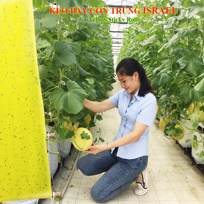 Keo Bẫy Bọ Phấn Trắng Israel Gây Hại Dưa Lưới và bẫy các loại côn trùng trong nông nghiệp khác