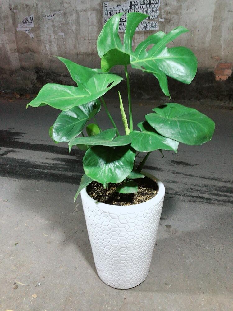 Chậu Cây Trầu Bà Lá Rách