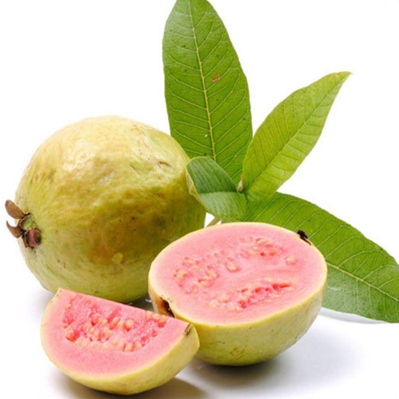 Cây giống ổi xá lị ruột đỏ