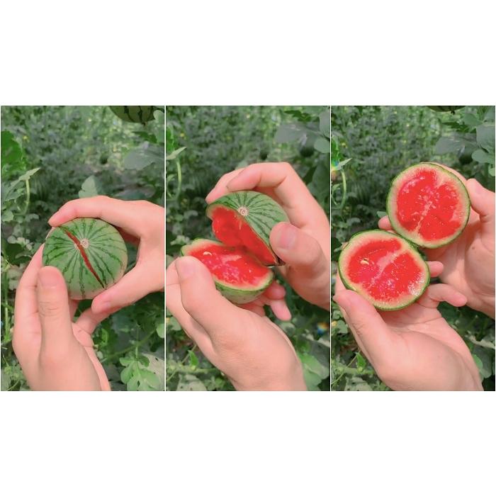 Hạt Giống Dưa Hấu Tí Hon, Mini -