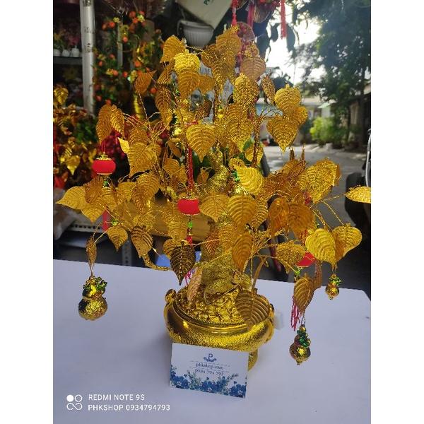 Bộ thân bonsai và đế cây cành vàng lá ngọc hoa mai bonsai