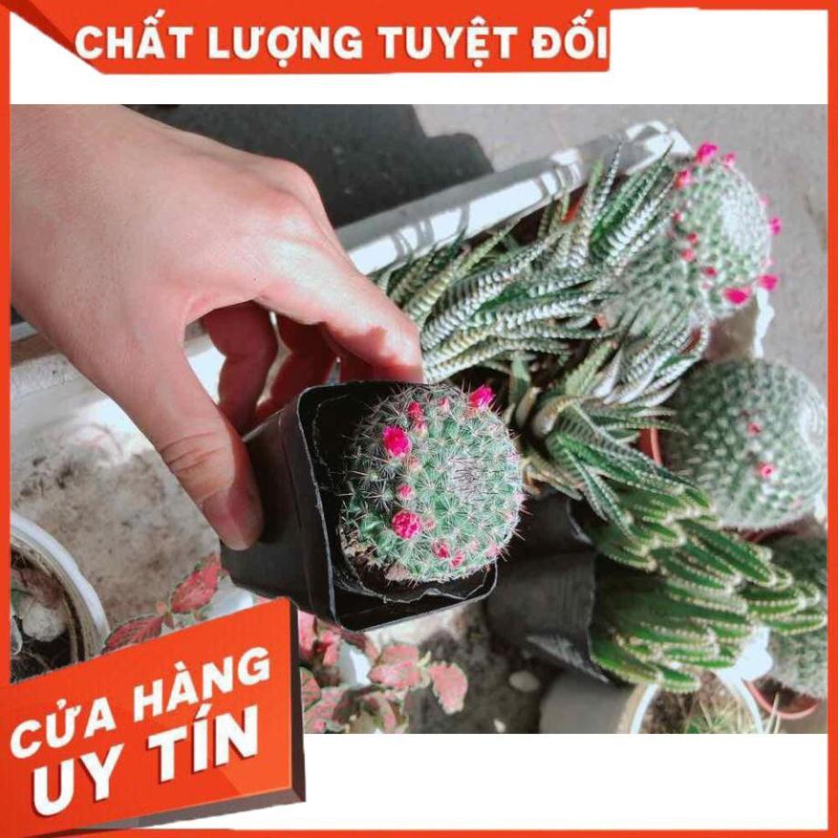 Xương rồng nhỏ có hoa Nhiều Người Mua