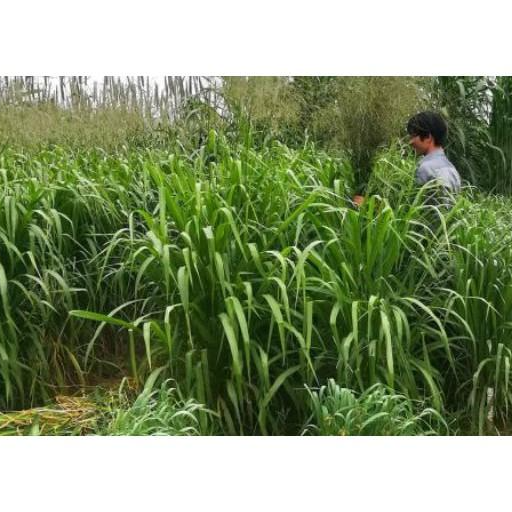 Hạt giống cỏ Mombasa Ghine - Cỏ xả lá lớn gói 1kg chất lượng cao, giống chuẩn