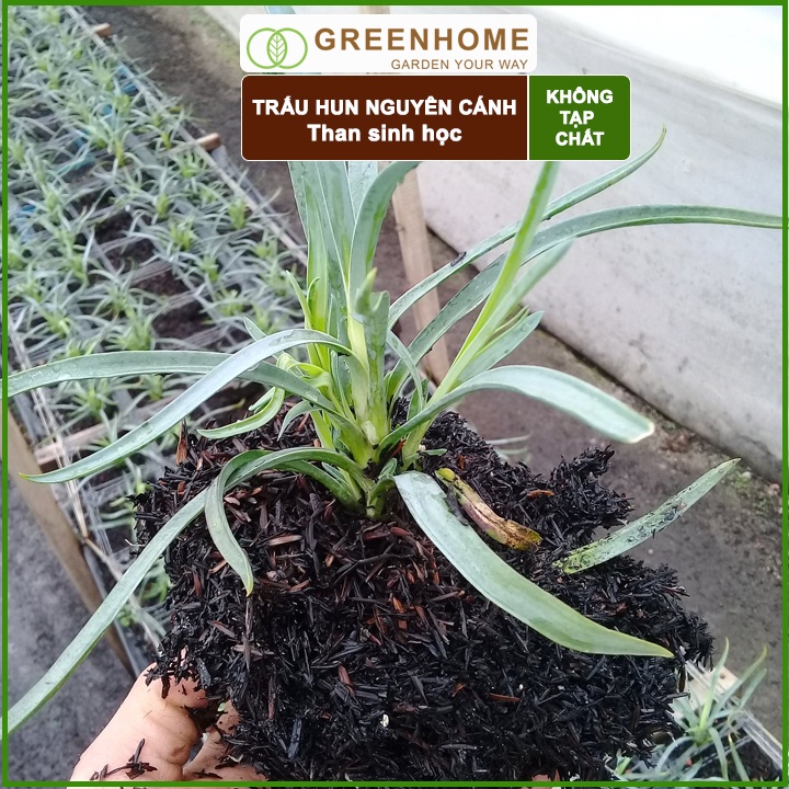 Trấu Hun Greenhome, Bao 5dm3, Sfarm, Giá Thể, Nguyên Cánh Không Lẫn Tạp Chất. Dùng Trồng Thuỷ Canh, Rau Mầm, Ươm Cây Con