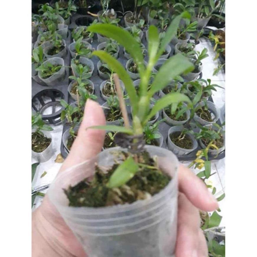 Phong lan phi điệp 5ct mắt nai hoà bình