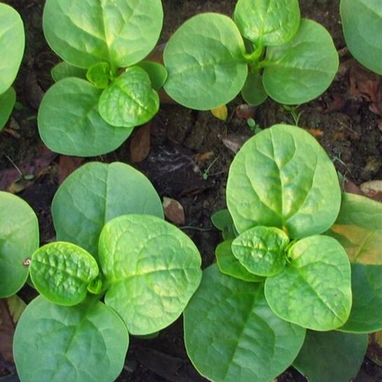 Hạt giống mồng tơi lá to Rado 38 gói 20gr - Trồng quanh năm
