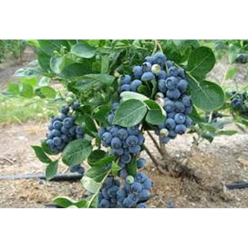 CÂY GIỐNG VIỆT QUẤT NHẬP KHẨU