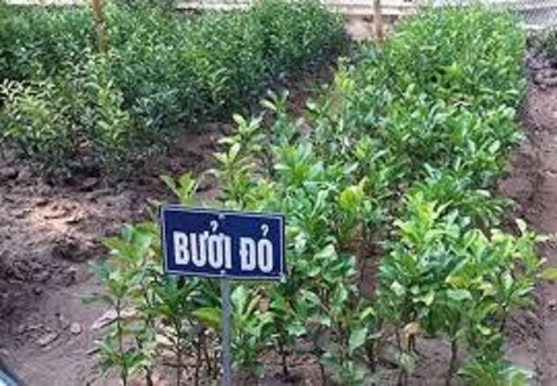 Cây BƯỞI ĐỎ - BƯỞI TIẾN VUA