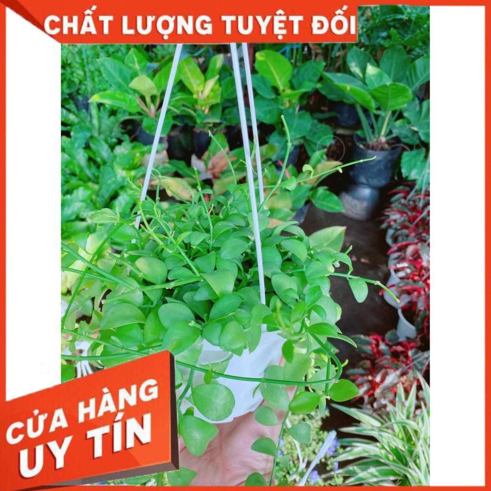 Chậu đô la giỏ treo Nhiều Người Mua