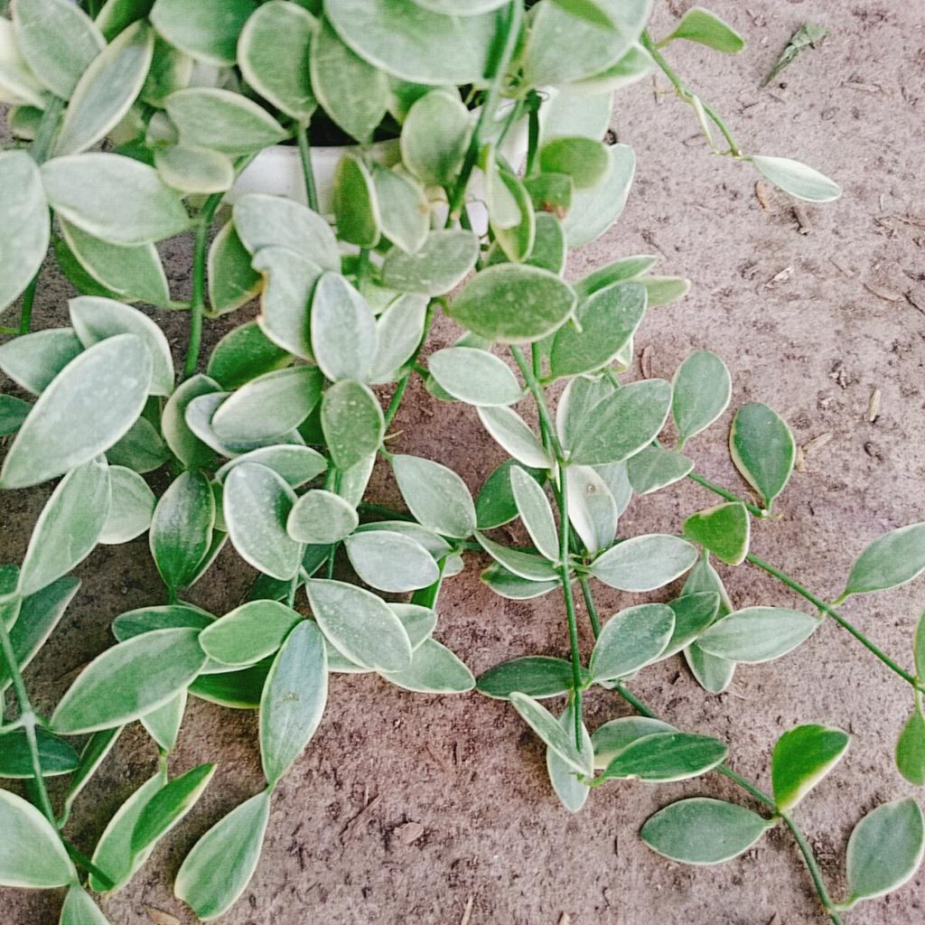 Cây lan đô la cẩm thạch - cây lan hạt dưa - chậu cây cảnh treo tường và ban công