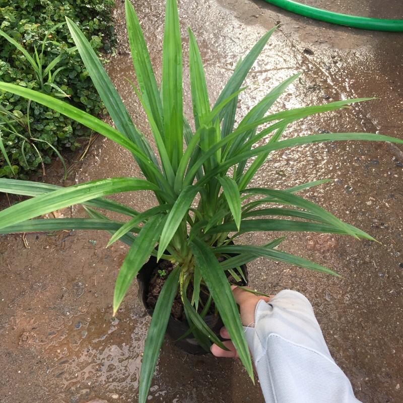 Cây lá dứa cao 25-30cm trồng bịch đen