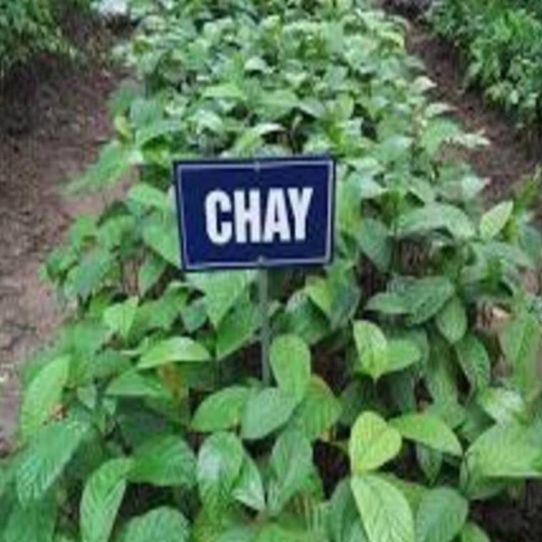 Cây CHAY giống - Cây giống chuẩn F1 - Siêu quả, cam kết chất lượng