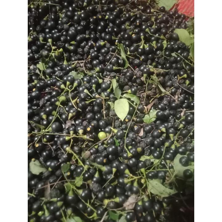 100 gram hạt giống long não