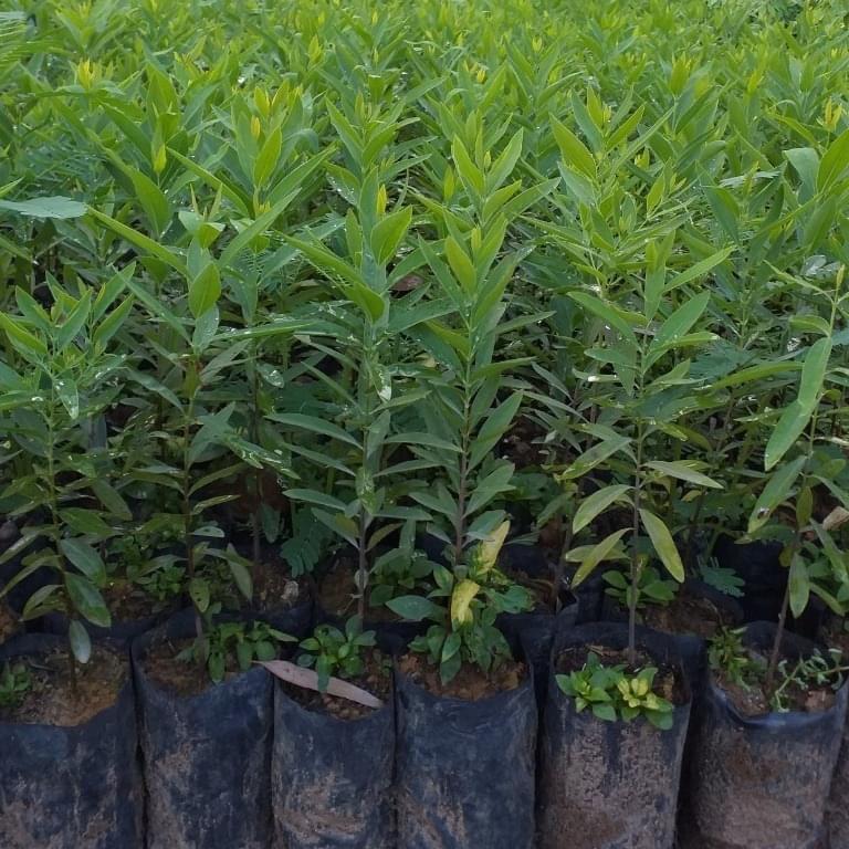 COMBO 2 Cây giống Đàn Hương trắng Ấn Độ
