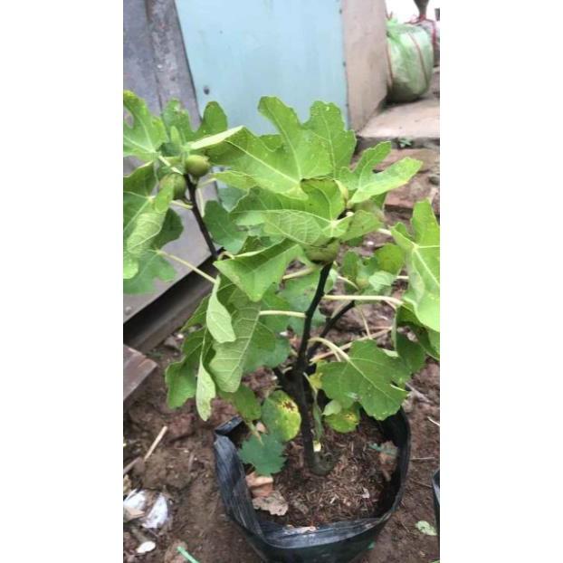 Cây Sung Mỹ Đang Quả