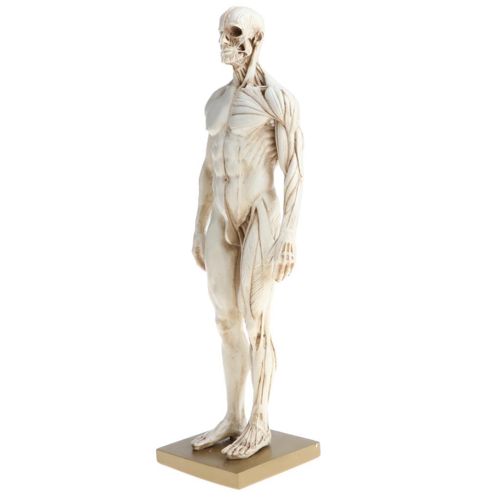 11 Inch Female & Male Anatomy Figure Model Anatomical Reference For Artists - White