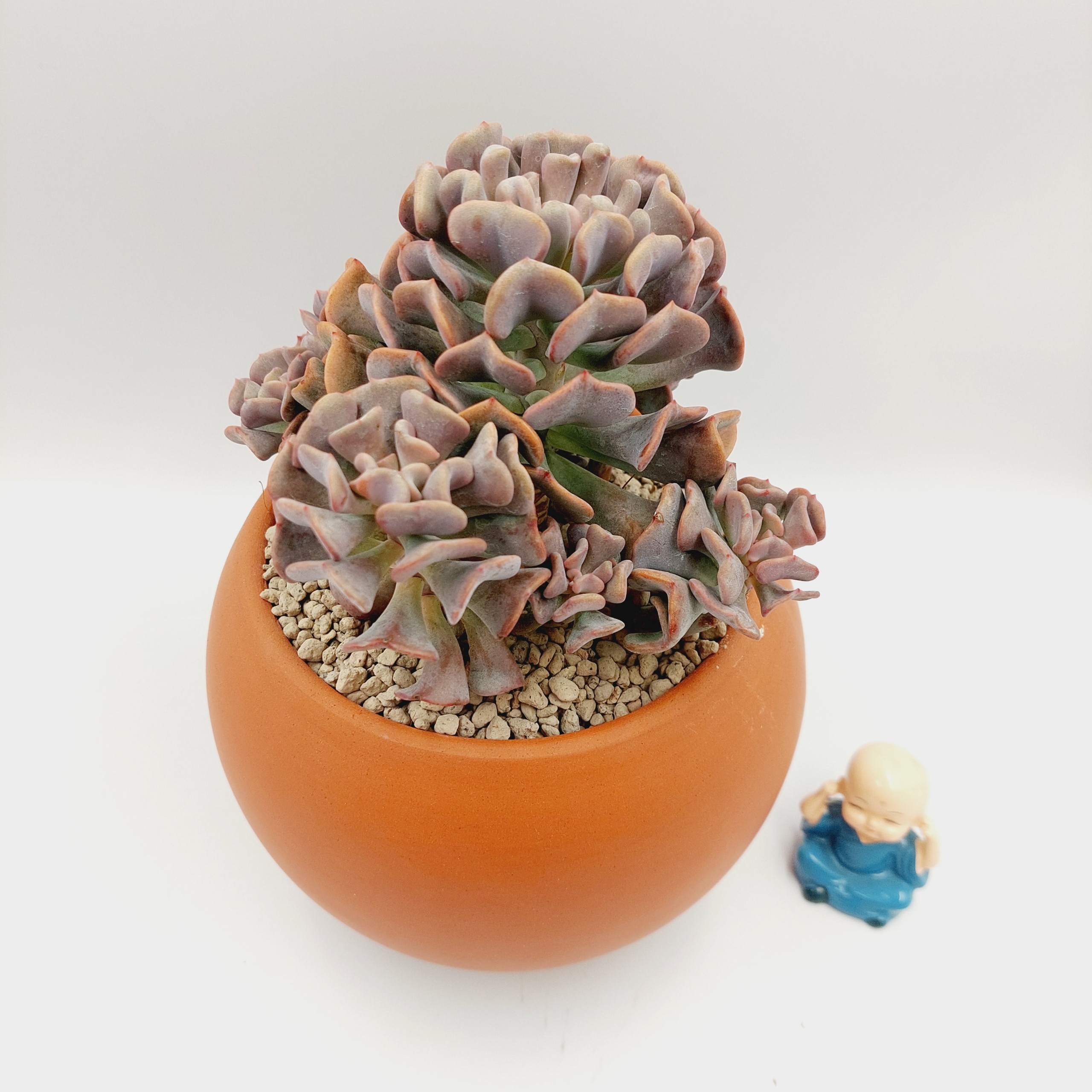 Chậu đất nung, chậu sen đá - A ball succulent 13125, miệng chậu 13cm, chiều cao 12.5cm