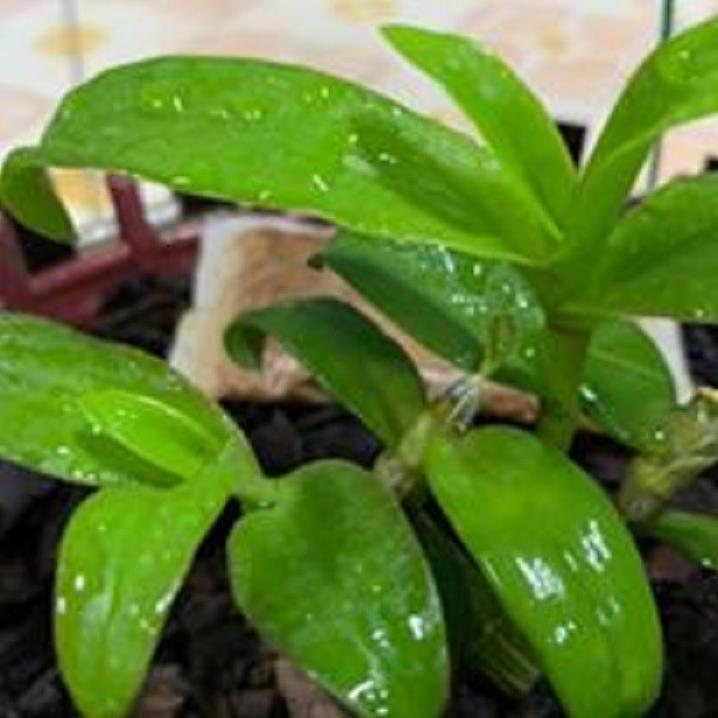 Hoa lan phi điệp - 5ct bùi việt