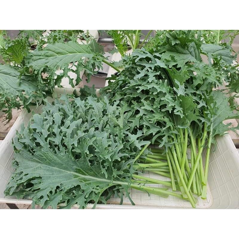 Hạt giống cải kale rong biển mỹ f1