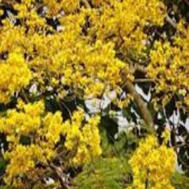 Cây Phượng vàng (Cây Phượng hoa vàng), hoa cực đẹp, hiếm, lạ, cây giống gửi đi nguyên bầu