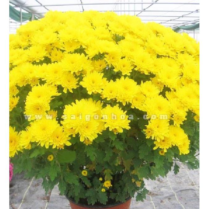 Hạt giống hoa cúc đại đóa vàng CT476 - Gói 50 hạt