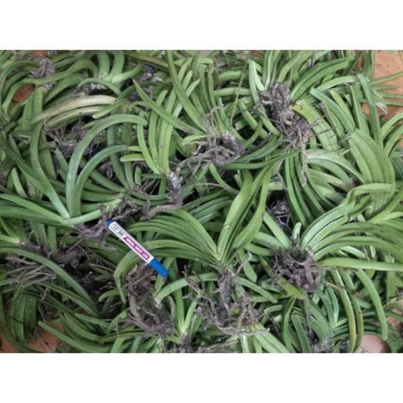 COMBO 5 CÂY lan giáng hương đuôi ch.ồn tím rừng lào