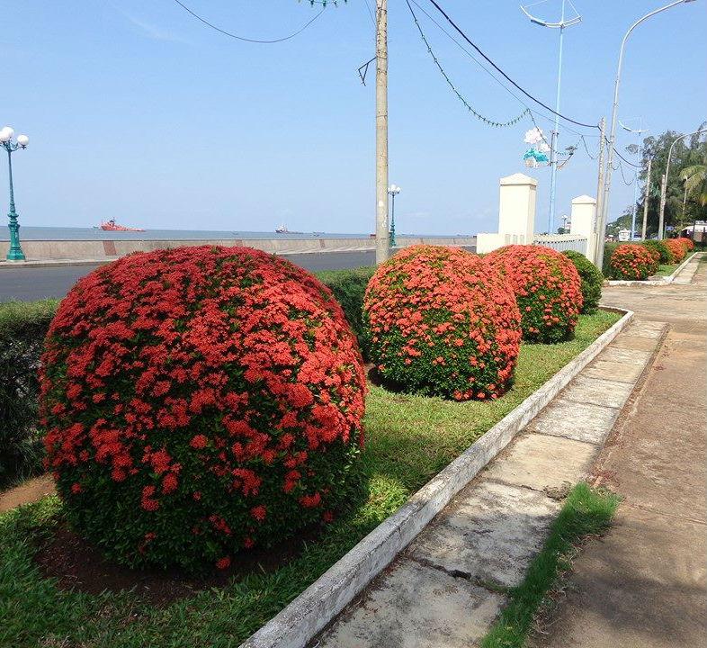 CÂY giống TRANG ĐỎ - HOA MẪU ĐƠN