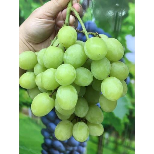 Hạt giống nho leo quả xanh,giống chuẩn F1 - gói 10 hạt