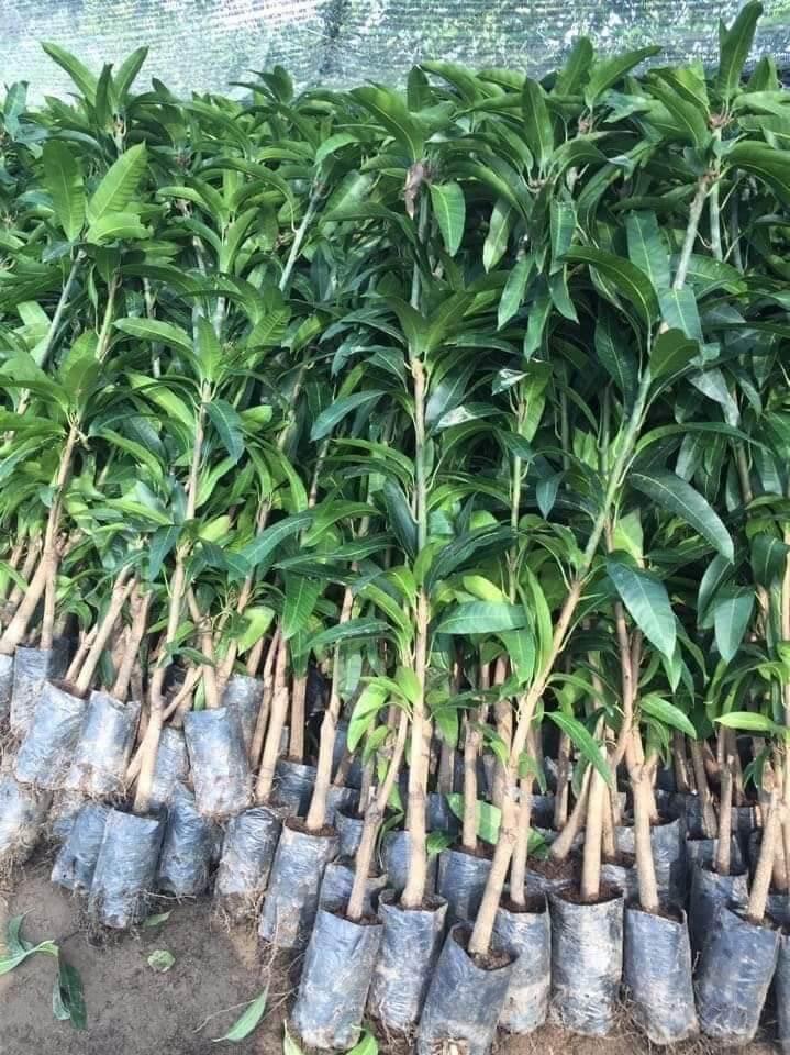 CÂY GIỐNG XOÀI KHÔNG HẠT SIÊU SỚM