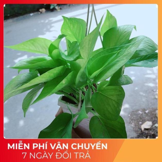 Chậu Trầu Bà Thái