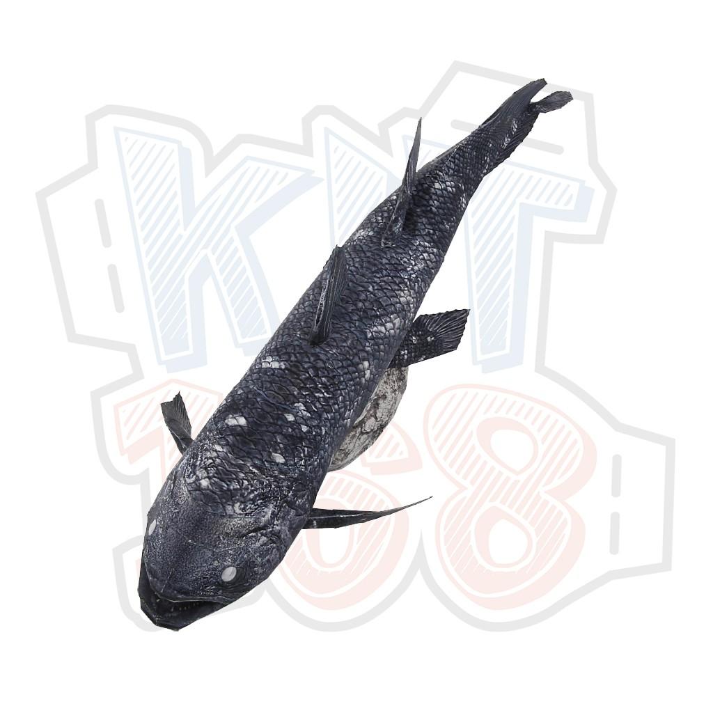 Mô hình giấy động vật cá Coelacanth