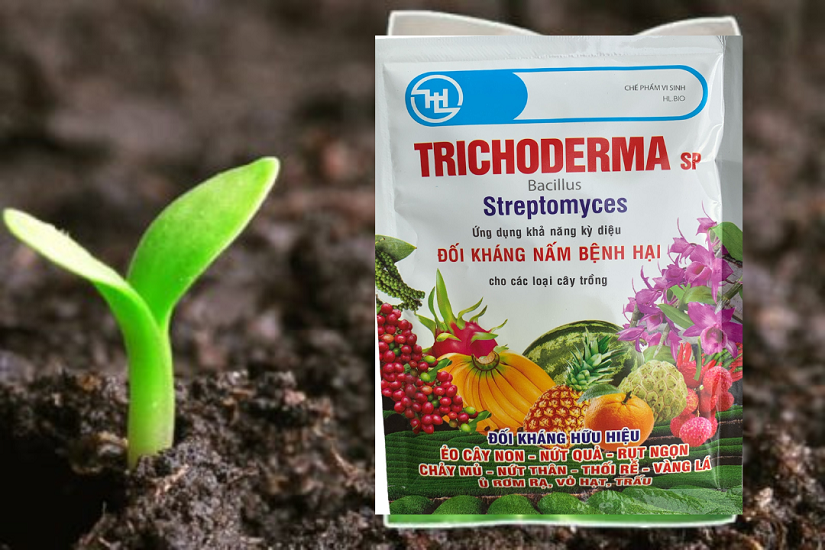 Nấm Đối Kháng Trichoderma SP Bacillus - Streptomyces - 100Gr