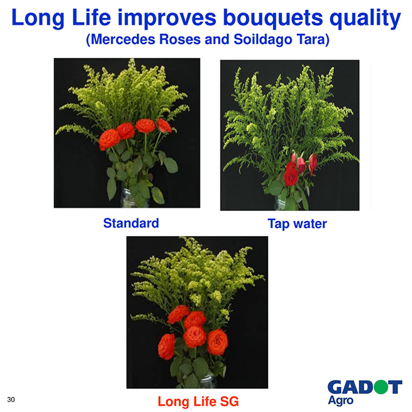 Bột Dưỡng Hoa Hồng Lâu Tàn giúp hoa luôn tươi mới, cánh hoa hồng cứng cáp gấp 2 lần và trong 14 ngày không thối nước hay cắt tỉa gốc hoa
