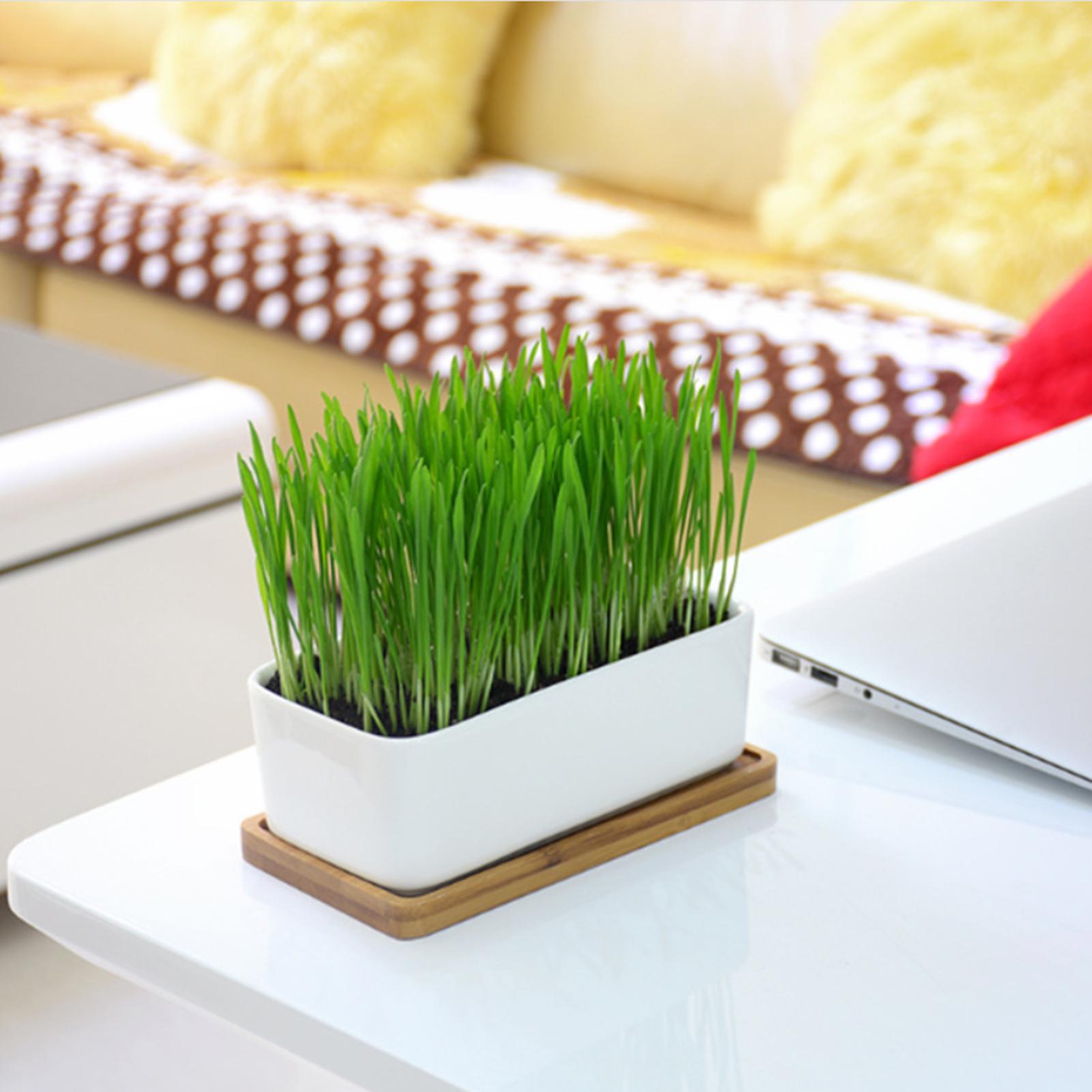 Chậu hoa bằng gốm hình chữ nhật màu trắng có khay tre để trang trí bàn làm việc