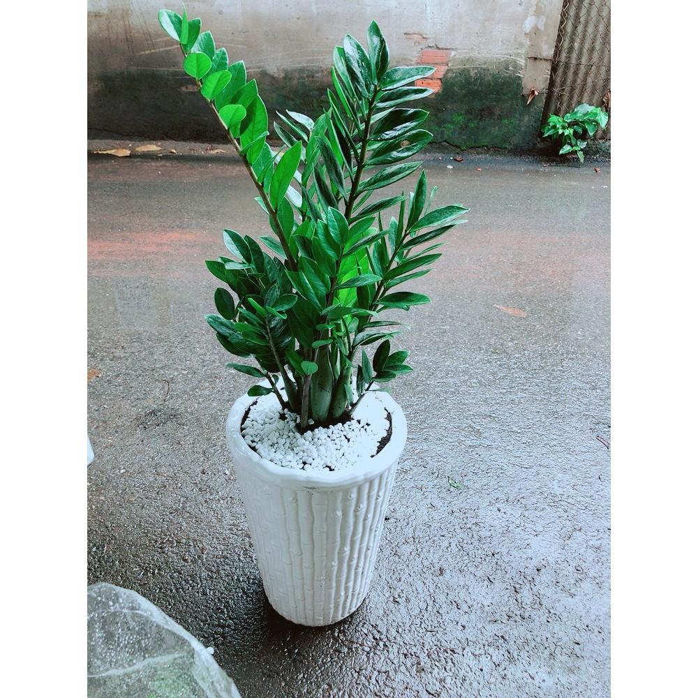 Cây Kim Tiền Loại Lớn