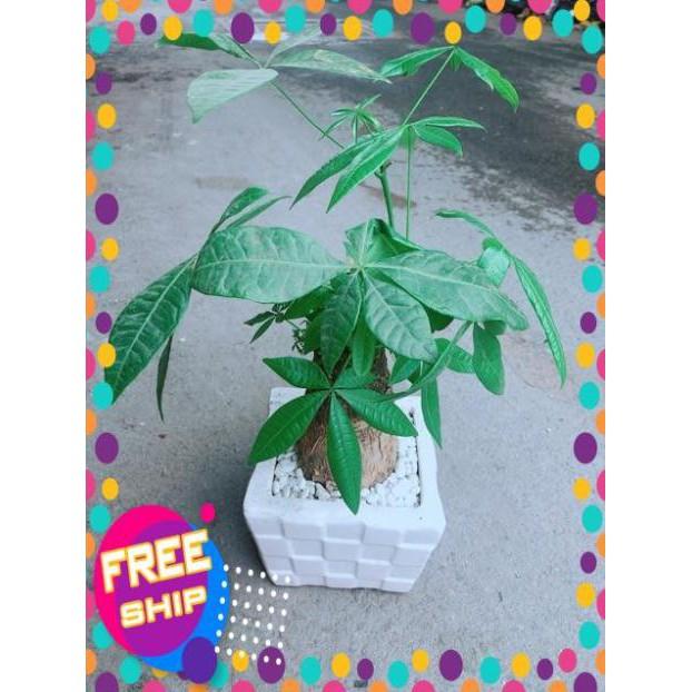 Chậu Kim Ngân 1 Thân Size Lớn