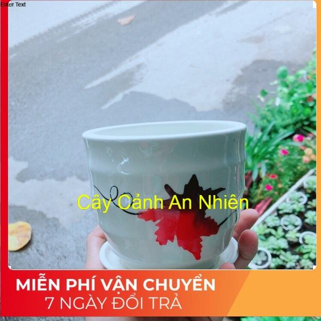Chậu Trồng Cây