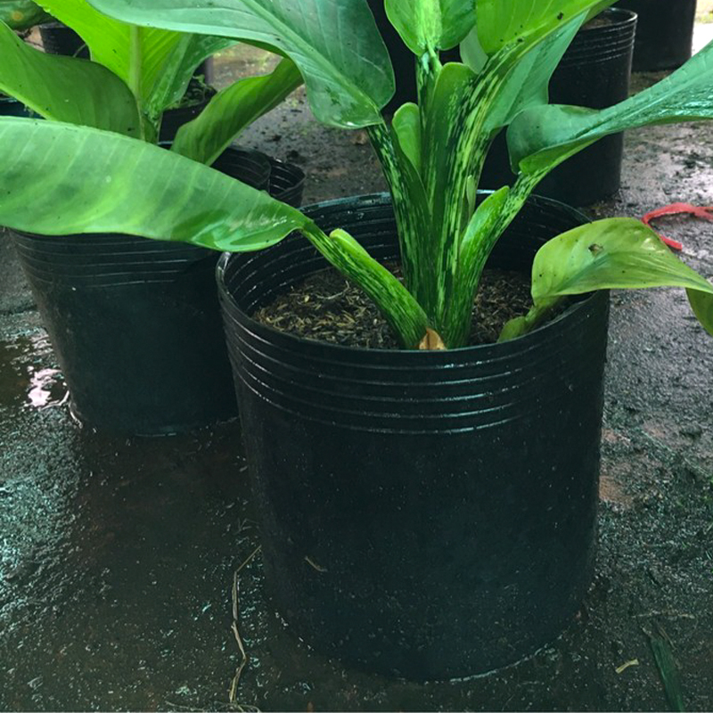 500 Chậu nhựa C8 19x16cm trồng cây ăn trái và hoa,bền 10 năm-77102