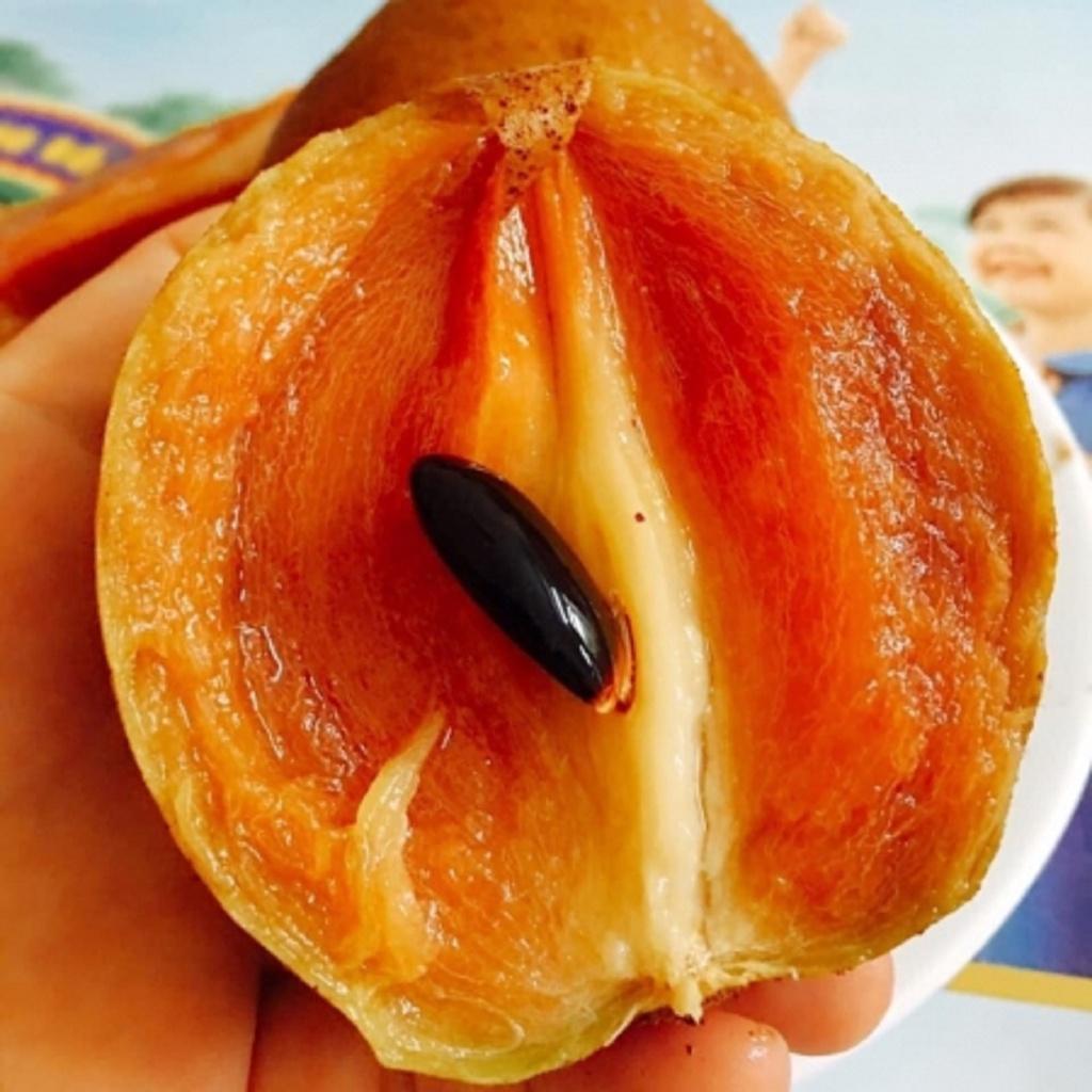 Cây giống Hồng Xiêm Mê Xi Cô ĐANG RA HOA .