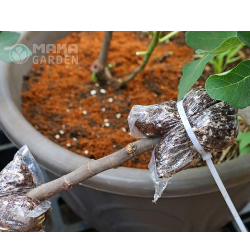 Đá Perlite Ficoco – Đá trân châu túi 500g