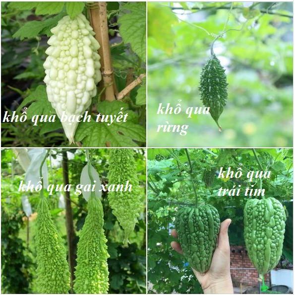 Combo 4 gói khổ qua -Kèm gói kích mầm