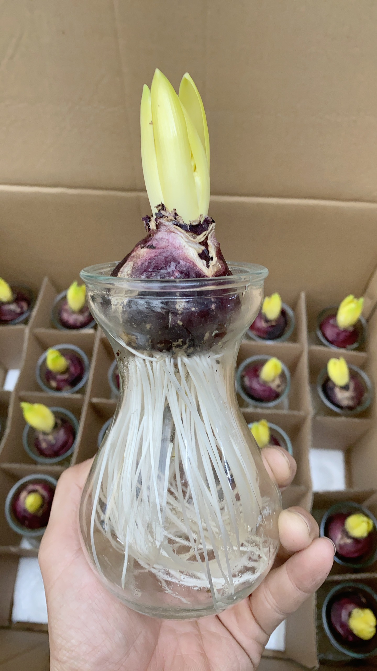 Chậu Cây Củ Ông Tiên Trồng Thủy Sinh